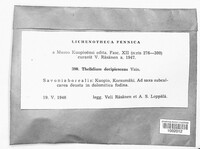 Image of Thelidium decipiens